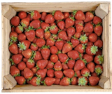 Erdbeerpflanze Angebote bei Thomas Philipps Remscheid für 1,39 €