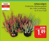 Aktuelles Calluna vulgaris Angebot bei Marktkauf in Leipzig ab 1,49 €