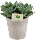 Aktuelle Pflanzen Angebote bei Penny in Hannover Aktuelles Grünpflanze Angebot bei Penny in Hannover ab 3,99 €