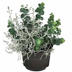 GITTERKRAUT UND EUKALYPTUS im Dehner Garten-Center Prospekt GITTERKRAUT UND EUKALYPTUS von im aktuellen Dehner Garten-Center Prospekt fĂŒr 3,99 âŹ