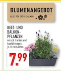 BEET- UND BALKON-PFLANZEN Angebote bei Marktkauf Wuppertal für 7,99 €