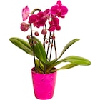 Orchidée Phalaenopsis Cascade - MDD - Carrefour Market à Boulogne-Billancourt Orchidée Phalaenopsis Cascade - MDD en promo chez Carrefour Market Boulogne-Billancourt à 10,99 €
