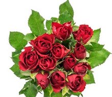 ALDI Nord Friesoythe - Frische Schnittblumen Frische Schnittblumen Angebot bei ALDI Nord Friesoythe im Prospekt "ALDI. Jeden Tag besonders - einfach ALDI."