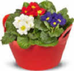 Primelschale  im aktuellen Netto Marken-Discount Prospekt für 3,99 €