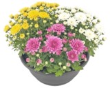 Chrysanthemen-Mix in Schale für 1,39 € bei Thomas Philipps im Angebot Chrysanthemen-Mix in Schale im aktuellen Thomas Philipps Prospekt