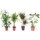 Plantes vertes en promo chez Carrefour Bordeaux à 6,99 €
