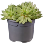 Sempervivum en promo chez Lidl Poitiers à 5,59 €