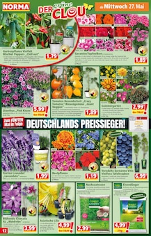 Geranien im aktuellen Norma Prospekt (Frankfurt (Main)) Geranien im Norma Prospekt "Mehr fĂŒrs Geld" mit 19 Seiten (Frankfurt (Main))