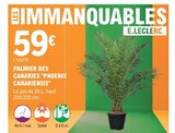 Promo Palmier des canaries "PHOENIX CANARIENSIS" à 59,00 € dans le catalogue E.Leclerc à Pléneuf-Val-André