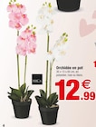 Orchidée en pot à Bazarland dans Revest-du-Bion Orchidée en pot à Bazarland dans Revest-du-Bion