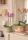 Jardiland Grâce-Uzel - Promo Phalaenopsis multiflora ECLOZ Promo Phalaenopsis multiflora ECLOZ à 12,99 € dans le catalogue Jardiland à Grâce-Uzel