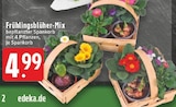 Frühlingsblüher-Mix bei EDEKA im Hamm Prospekt für 4,99 €