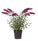 Sommerflieder Angebote von GROW by OBI bei OBI Fürth für 9,99 €