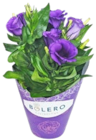Kalanchoe für 1,99 € bei Kaufland im Angebot Kalanchoe im aktuellen Kaufland Prospekt