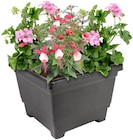 Blumenspindel im aktuellen Thomas Philipps Prospekt
