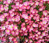 Steinbrech bei ZG Raiffeisen im Pfullendorf Prospekt für 2,29 €