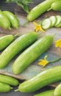 toom Baumarkt Mesekenhagen - Veredelte Gurken Angebot im Prospekt Veredelte Gurken bei toom Baumarkt im Mesekenhagen Prospekt für 5,99 €