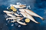 MERLAN OU SARDINE - SANS MARQUE en promo chez Auchan Supermarché Neuilly-sur-Seine à 4,99 €