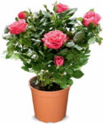 Rosen für 2,29 € bei Netto Marken-Discount im Angebot Rosen im aktuellen Netto Marken-Discount Prospekt