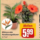 Hibiscus oder Paradiesvogelblume von  im aktuellen REWE Prospekt für 5,99 €