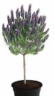 Schopf-Lavendel von  im aktuellen Dehner Garten-Center Prospekt für 6,99 €