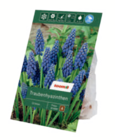 Blumenzwiebeln im Angebot bei toom Baumarkt in Magdeburg Blumenzwiebeln Angebote bei toom Baumarkt Magdeburg für 1,79 €