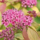 Aktuelle Blumen Angebote bei Hornbach in Pforzheim Aktuelles Sommerspiere „Magic Carpet“ Angebot bei Hornbach in Pforzheim ab 13,95 €