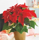 Poinsettia Pot 12 cm en promo chez Intermarché Super Poinsettia Pot 12 cm dans le catalogue Intermarché Super