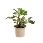 Hellébore (ou Rose de Noël) HGC Ice N'Roses Rosali rose - Le pot de 2 litres - BOTANIC® - Botanic Hellébore (ou Rose de Noël) HGC Ice N'Roses Rosali rose - Le pot de 2 litres - BOTANIC® à 14,99 € dans le catalogue Botanic