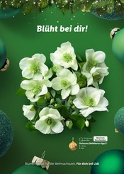 Aktueller Lidl Prospekt mit Blumen, "Magische Weihnachtszeit", Seite 34