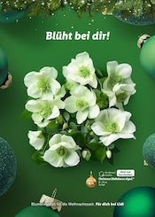 Christrose Angebote im Prospekt "Magische Weihnachtszeit" von Lidl Christrose Angebote im Prospekt "Magische Weihnachtszeit" von Lidl auf Seite 34