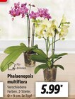 Phalaenopsis multiflora im aktuellen Lidl Prospekt