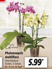Phalaenopsis multiflora für 5,99 € bei Lidl im Angebot Phalaenopsis multiflora im aktuellen Lidl Prospekt