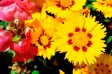 Plantes vivaces - Qualité Horticole en promo chez Norma Plantes vivaces - Qualité Horticole dans le catalogue Norma