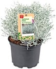 Stacheldrahtpflanze Angebote von REWE Beste Wahl bei REWE Kaiserslautern für 1,69 €