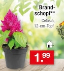 Aktuelles Brandschopf Celosia Angebot bei Zimmermann in Bremen ab 1,99 €