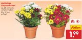 dreifarbige Chrysanthemen bei Netto Marken-Discount im Prospekt "" für 1,99 €