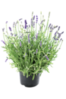 Aktuelle Lavendel Angebote bei Thomas Philipps in Berlin Aktuelles Lavendel Angebot bei Thomas Philipps in Berlin ab 1,99 €