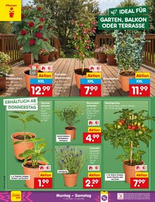 Pflanzen im Netto Marken-Discount Prospekt "Aktuelle Angebote" mit 62 Seiten (Bochum)