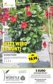 Aktueller Gartenland Würstle Garten & Pflanzen Prospekt in Oberschleißheim und Umgebung, "JETZT WIRD ES BUNT!" mit 8 Seiten, 08.05.2024 - 18.05.2024