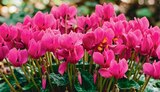 Jardineries du terroir Dole - Promo Mini-cyclamen Promo Mini-cyclamen à 2,49 € dans le catalogue Jardineries du terroir à Dole