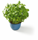 XXL-Basilikum im Topf bei Lidl im Theisseil Prospekt für 1,99 €