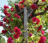 Edel-Kletterrosen bei Wreesmann im Zwönitz Prospekt für 5,99 €