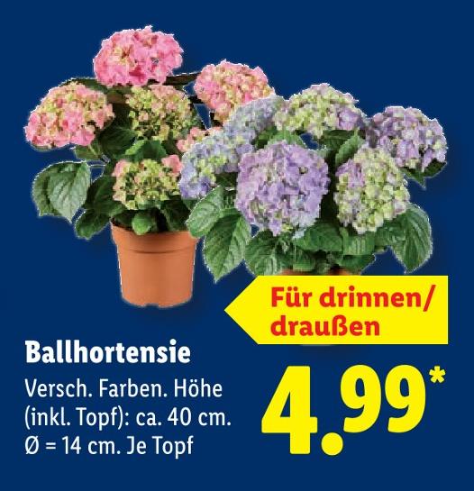 Ballhortensie