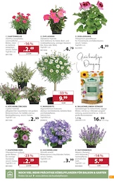 Dehner Garten-Center Geranie im Prospekt 