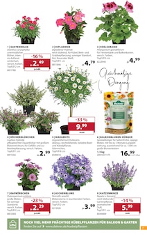 Geranien im aktuellen Dehner Garten-Center Prospekt (Kiel) Geranien im Dehner Garten-Center Prospekt "Aktuelle Angebote" mit 18 Seiten (Kiel)