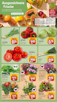 Salat im REWE Prospekt "Dein Markt" mit 16 Seiten (Frankfurt (Main))