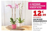 Orchidée Phalaenopsis en promo chez Super U Clermont-Ferrand à 12,99 €