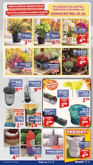 Zimmerpflanzen im CENTERSHOP Prospekt "Da geht was." mit 20 Seiten (Duisburg)