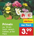 Primeln Angebote bei Netto Marken-Discount Bünde für 3,99 €